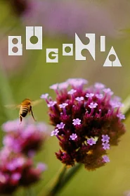 Bugonia poster