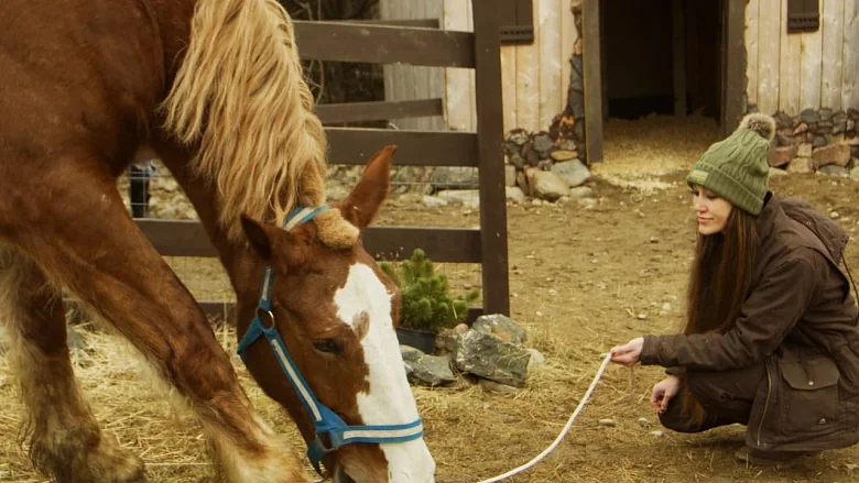 December Horses trailer
