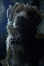 Indy